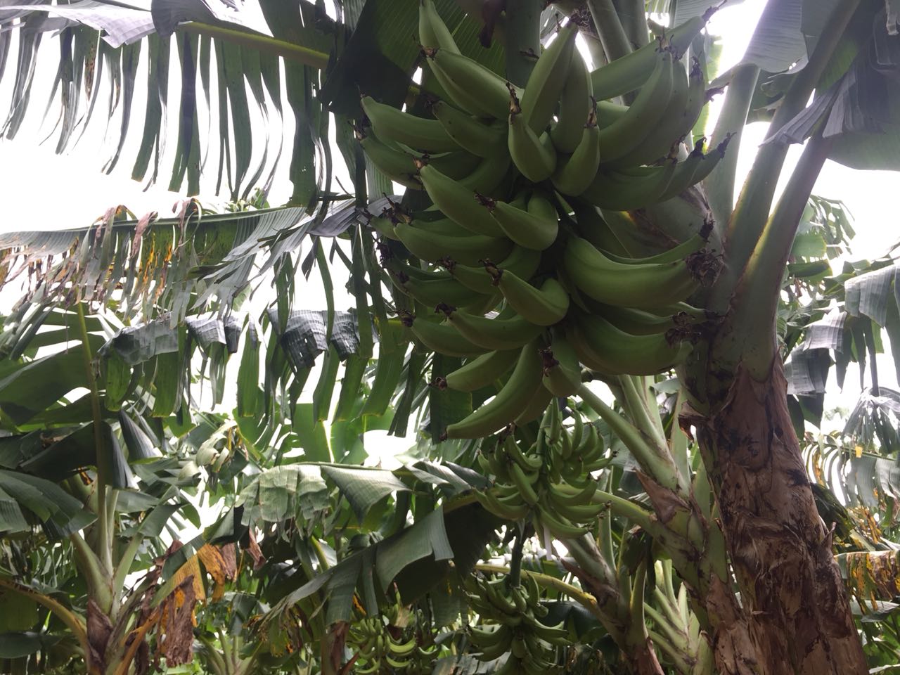 pLATANO2